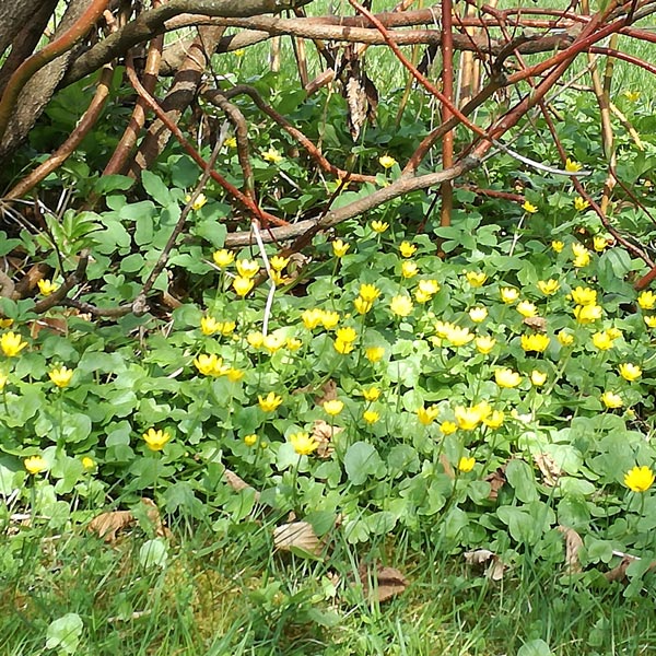 Frhling in Hinterhermsdorf