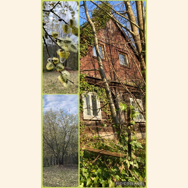 Fr�hling in Hinterhermsdorf