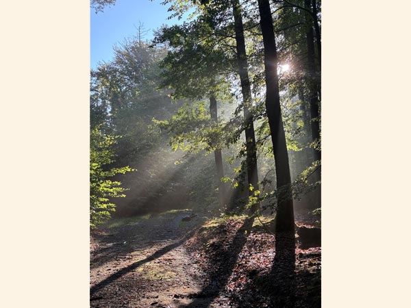 Herbststimmung in Hinterhermsdorf