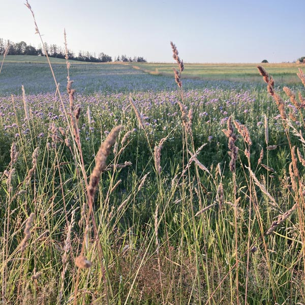 Sommerimpressionen