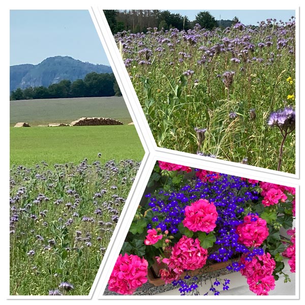 Sommerimpressionen
