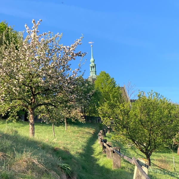 Sommer in Hinterhermsdorf