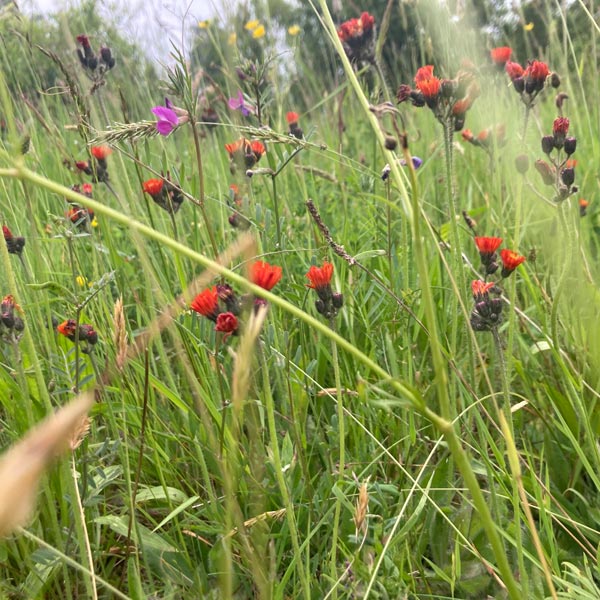 Sommer in Hinterhermsdorf