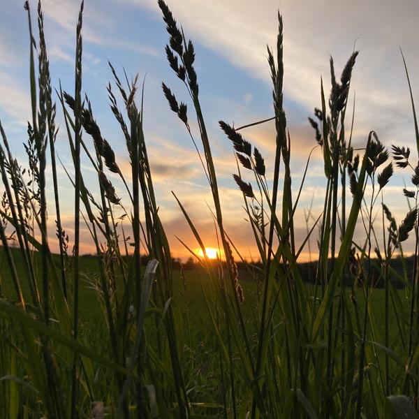 Sommer in Hinterhermsdorf